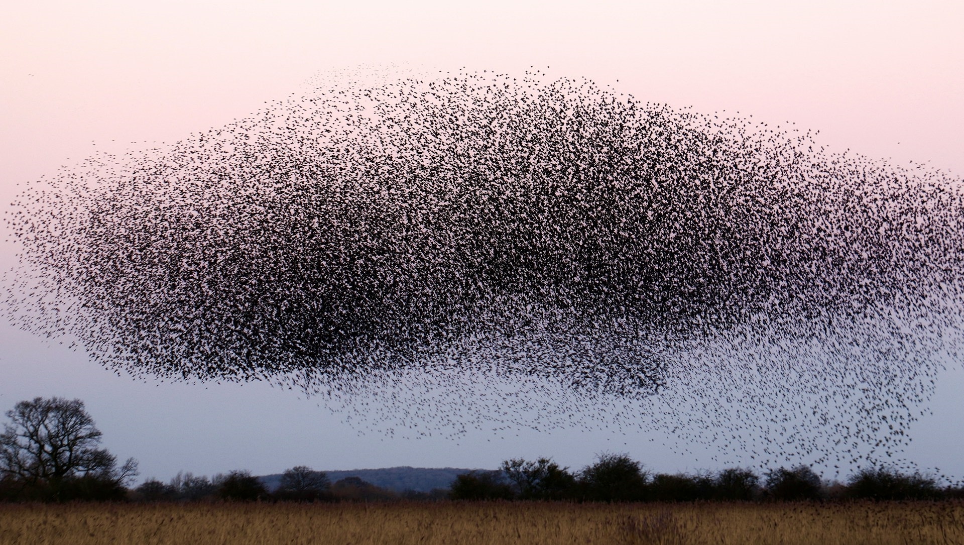 Zwerm vogels