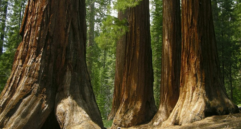 sequoia bomen