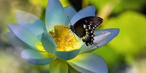 Lotus en vlinder
