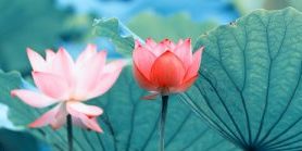 Pink lotus