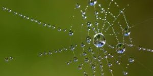 Web