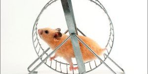 hamster wiel