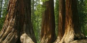 sequoia bomen